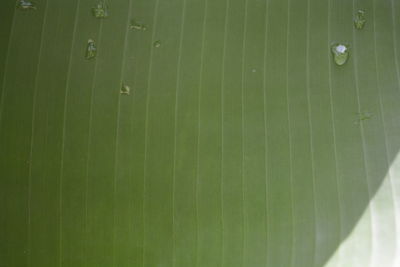 Full frame shot of wet green leaves