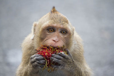 Close-up of monkey eating fruit