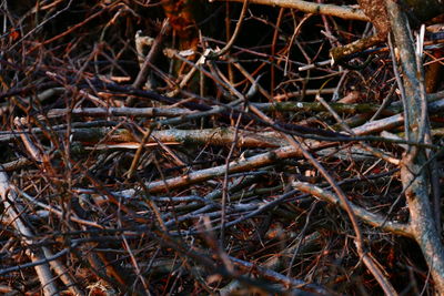 Full frame shot of bare tree