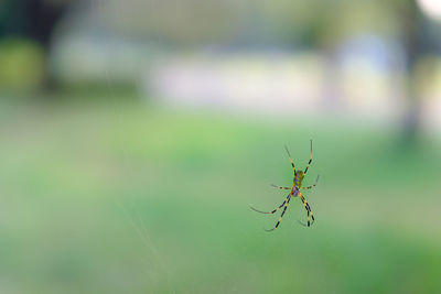 Close-up of insect