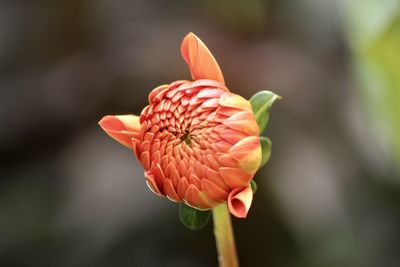 Close-up of rose flower bud