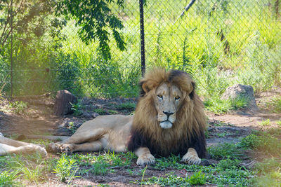 animal