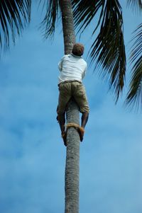 Rear view full length of man climbing palm tree against sky