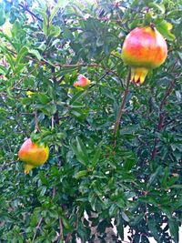 Low angle view of flowers