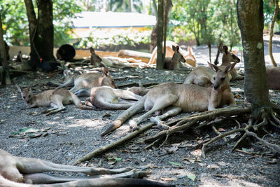 Herd of kangaroos in the forest