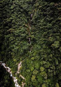 High angle view of trees in forest