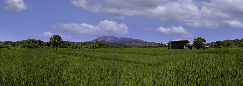 Scenic view of agricultural field against sky