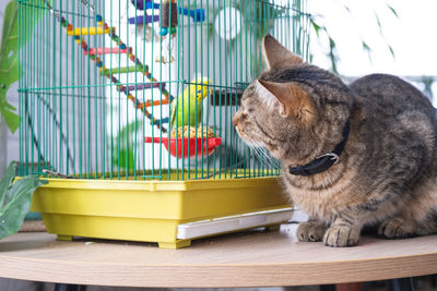 Cat sitting on table