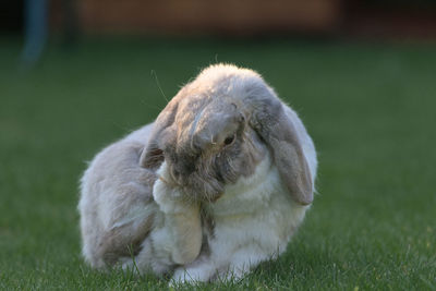 Close-up of an animal on field