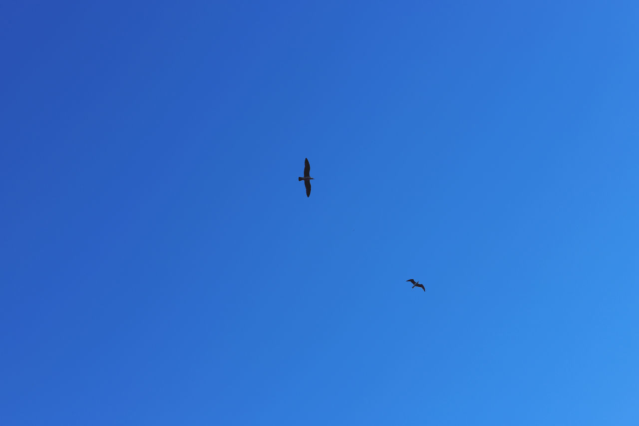 LOW ANGLE VIEW OF BIRDS FLYING IN THE SKY