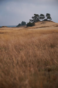 Hike through kootwjikerzand, netherlands