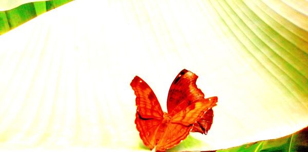 Close-up of maple leaf on red leaves