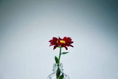 Close-up of red flower in vase against white background