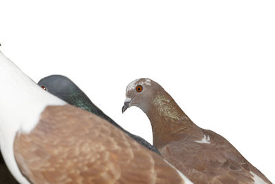 Close-up of pigeon against white background
