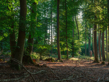 Trees in forest