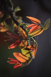 Detail shot of autumnal leaves against clear sky