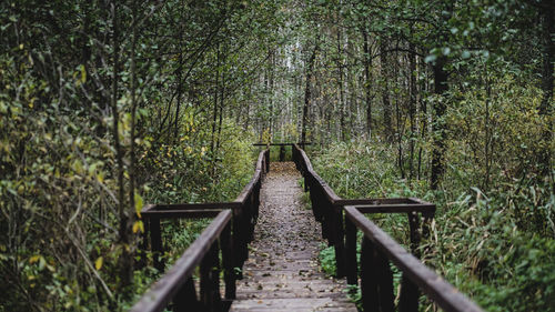 Wooden footbridge amidst trees in forest
