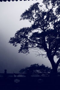 Low angle view of trees against sky