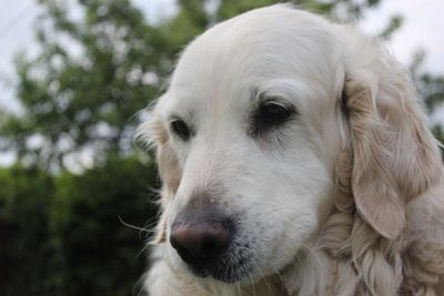 Close-up portrait of golden retriever