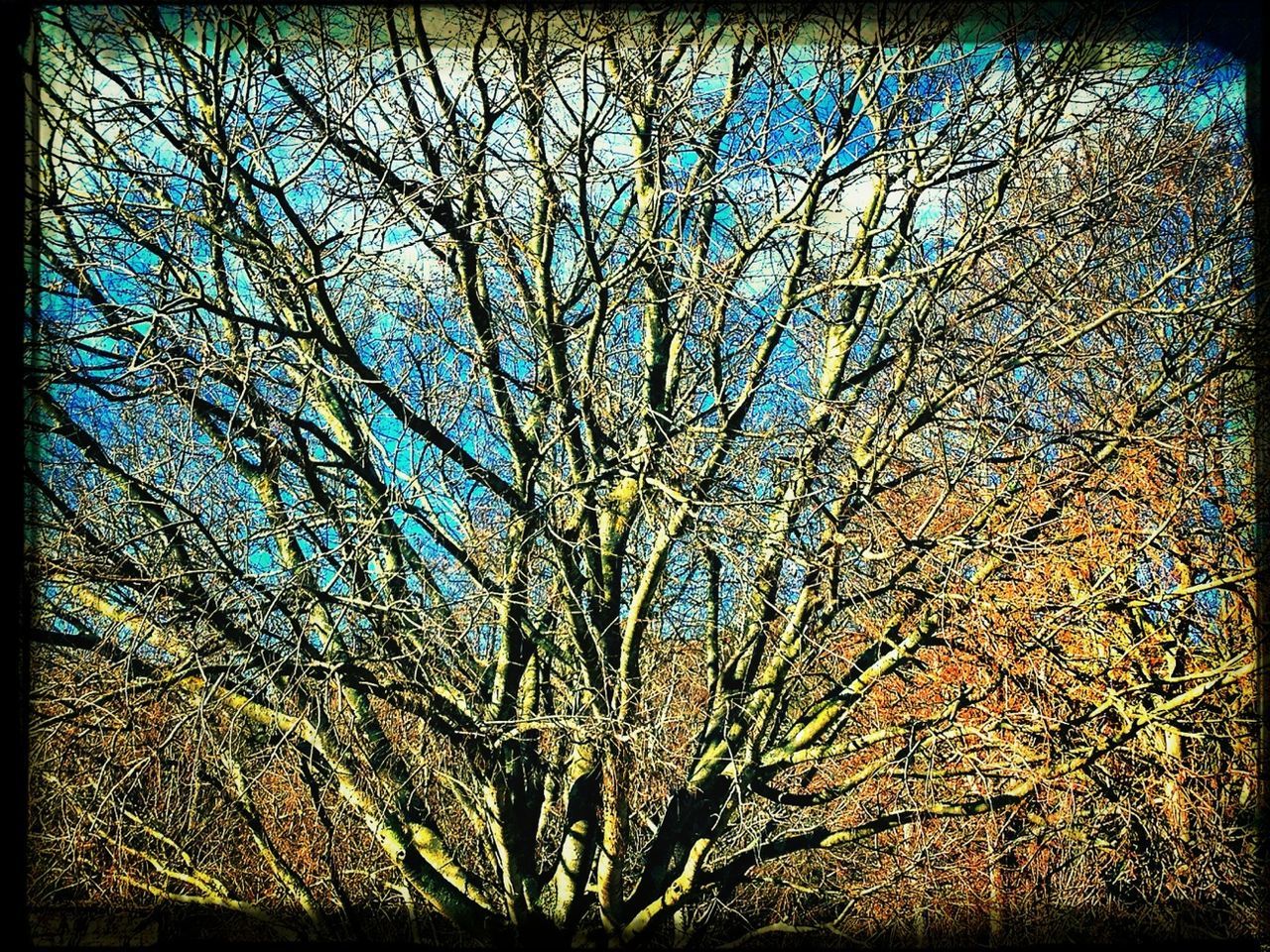 transfer print, auto post production filter, tree, growth, branch, nature, beauty in nature, tranquility, blue, backgrounds, full frame, plant, low angle view, day, outdoors, no people, sky, sunlight, bare tree, clear sky