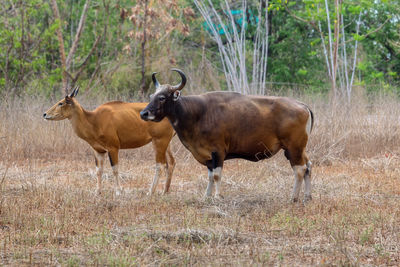 Horses standing in a field