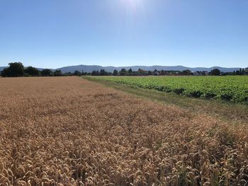 Scenic view of field against clear sky