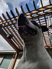 Close-up of a dog looking away