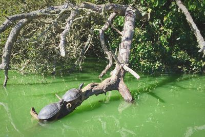 High angle view of tree trunk in pond