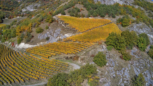 High angle view of agricultural field