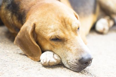 Close-up of dog sleeping