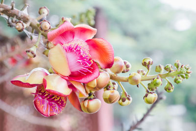 Close-up of red flower on tree