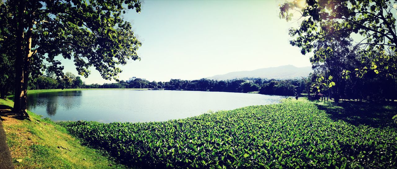 tree, clear sky, growth, tranquility, tranquil scene, beauty in nature, water, nature, scenics, lake, green color, plant, sunlight, reflection, flower, day, river, idyllic, outdoors, sky