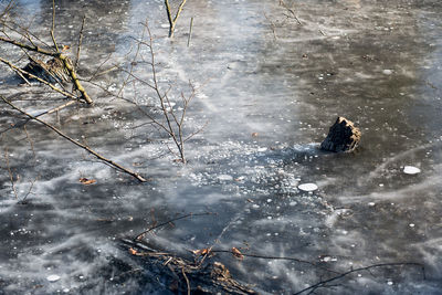 Frozen bird on branch during winter