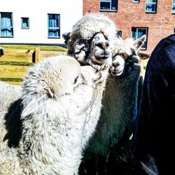 Close-up of sheep