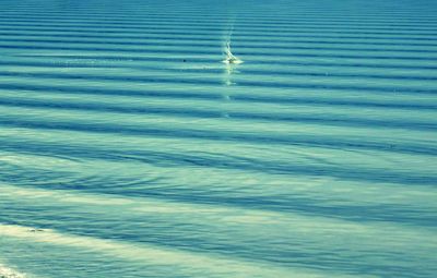 Bird flying over sea