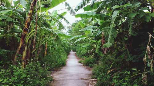 Dirt road amidst trees on field