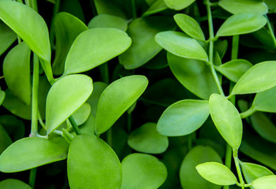 Full frame shot of green leaves