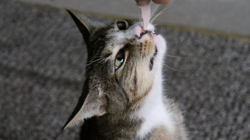 Close-up of tabby cat looking away