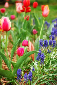 Close-up of purple flowers blooming in field