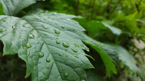 Close-up of wet leaf