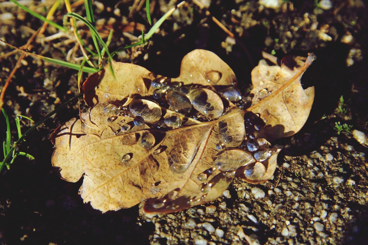 close-up, leaf, nature, high angle view, dry, fragility, ground, fungus, field, outdoors, mushroom, day, growth, no people, selective focus, natural pattern, beauty in nature, focus on foreground, animal shell, stone - object