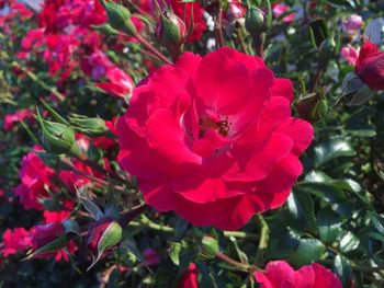 Close-up of red roses