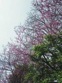 Low angle view of pink flowers