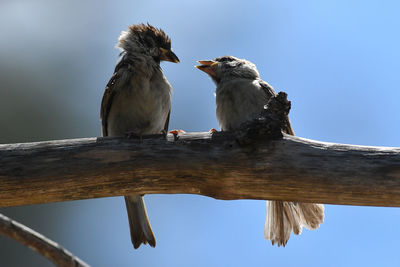 Low angle view of birds perching on tree against sky