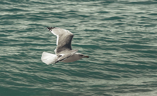 Seagull flying over sea