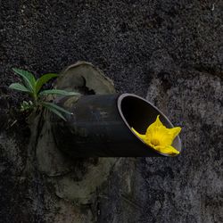 Close-up of yellow flowering plant on land