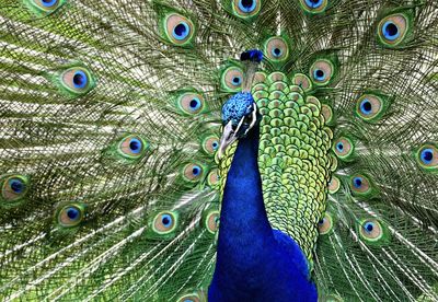 Close-up of peacock