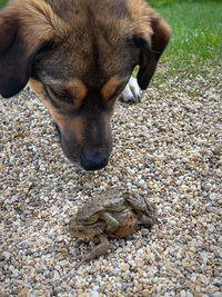 Close-up of a dog