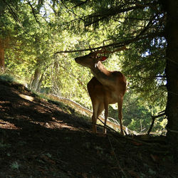 Horse standing in a forest