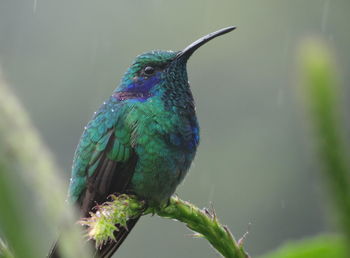 Green violetear-colibri thalassinus in monteverde national park, costa rica